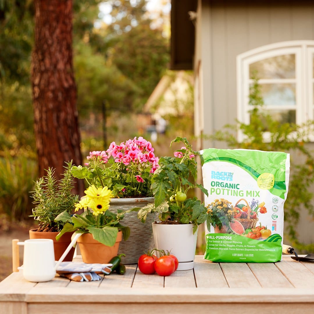 Back to the Roots Organic Potting Mix with potted plants and tomatoes on a garden table
