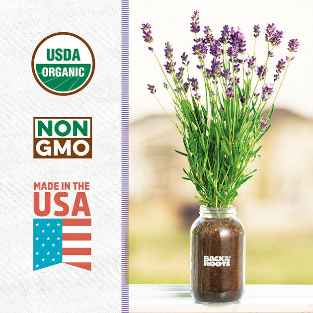 Lavender Live Plant - 100% Organic - NON-GMO