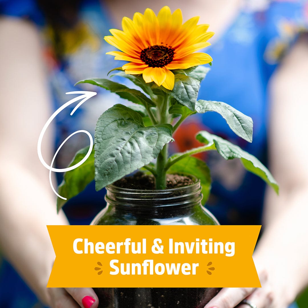 Bright yellow sunflower with green leaves growing in a glass jar on a windowsill. - Organic Sunflower Windowsill Grow Kit 🌻 - Default Title - Back to the Roots