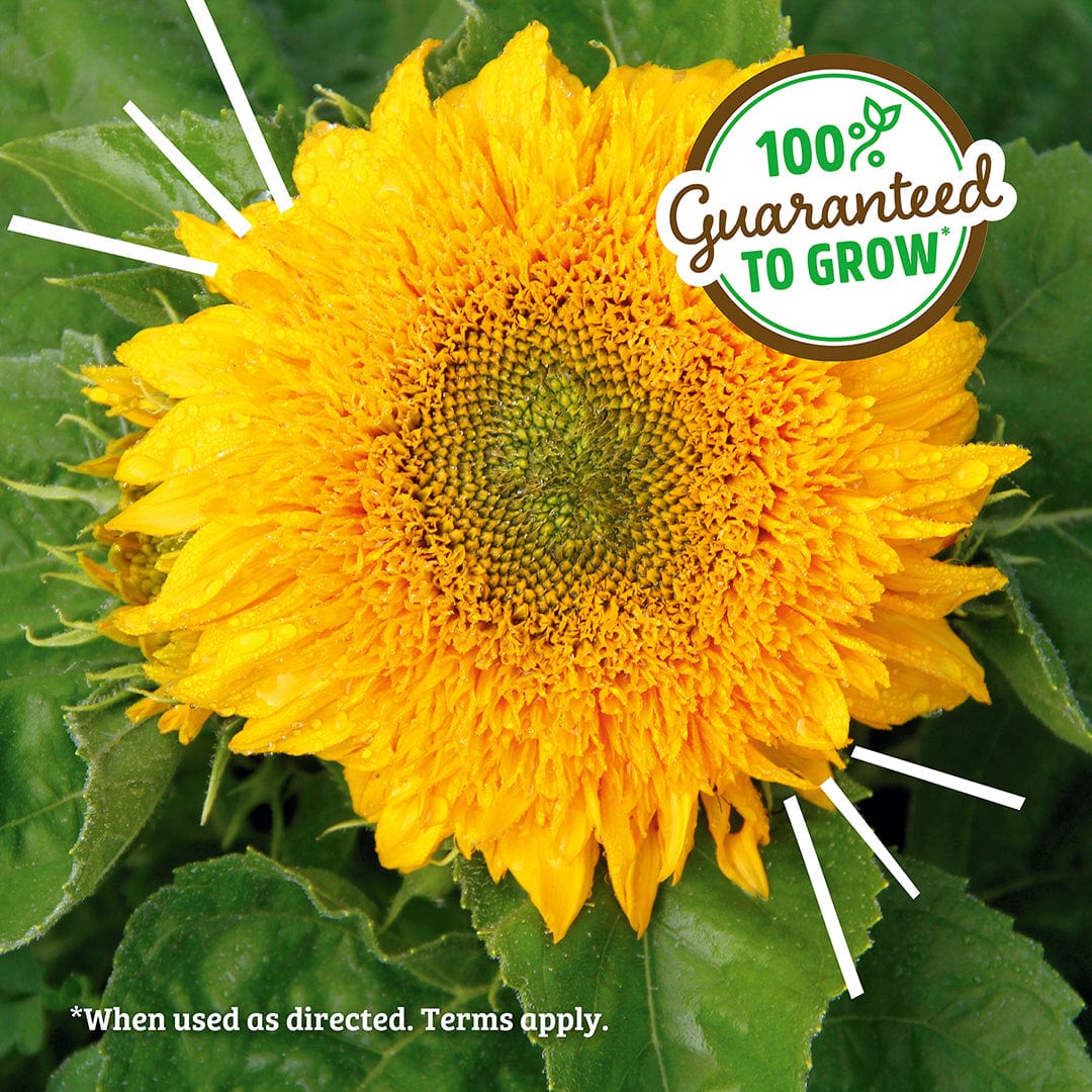 Bright yellow organic sunflower bloom with vibrant green leaves in a grow kit setup. - Organic Sunflower Windowsill Grow Kit 🌻 - Default Title - Back to the Roots