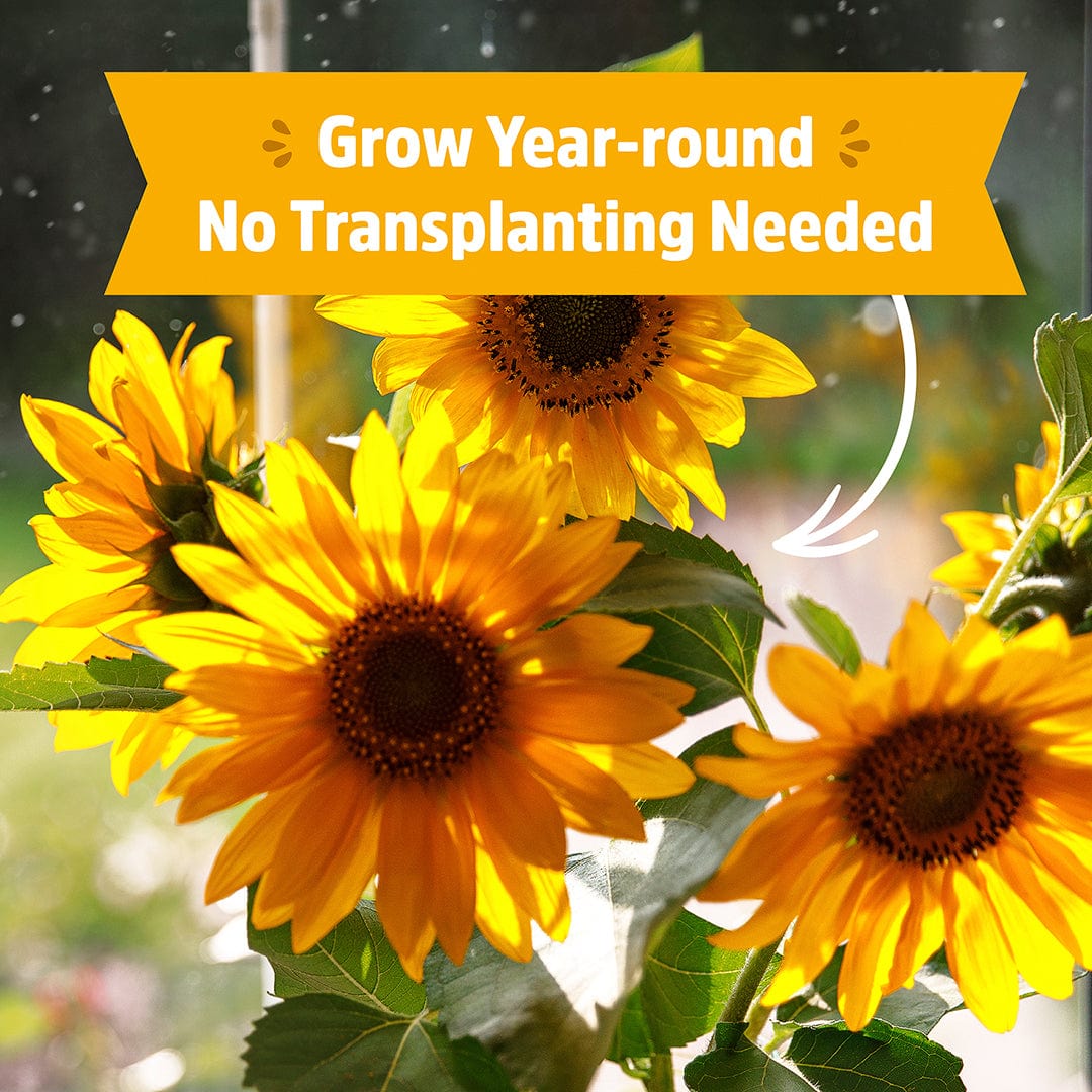 Bright yellow sunflowers in a clear glass pot with soil on a windowsill bathed in natural light. - Organic Sunflower Windowsill Grow Kit 🌻 - Default Title - Back to the Roots