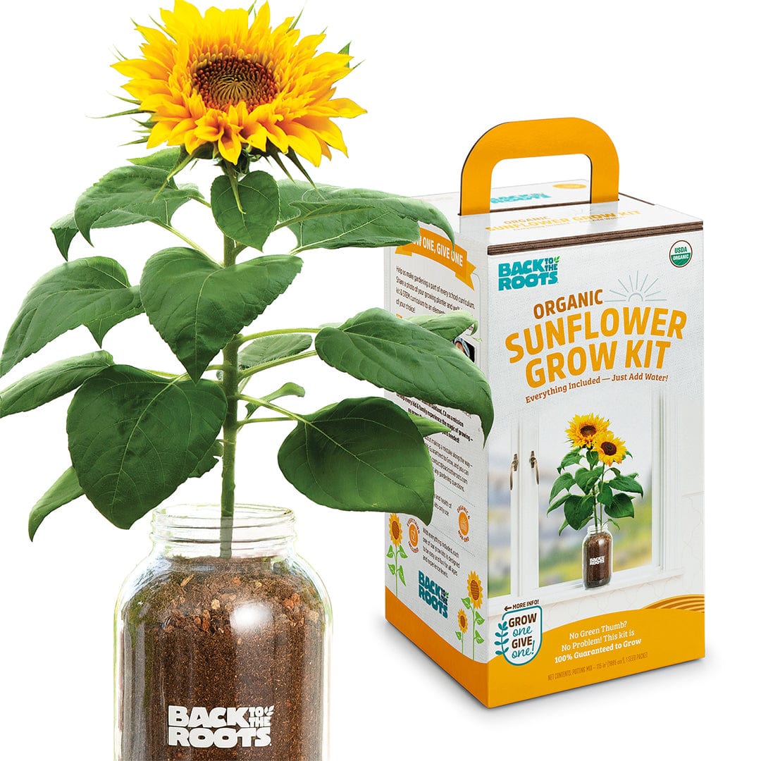 Glass jar with soil and a blooming sunflower plant next to bright yellow and white grow kit packaging with handle. - Organic Sunflower Windowsill Grow Kit 🌻 - Default Title - Back to the Roots