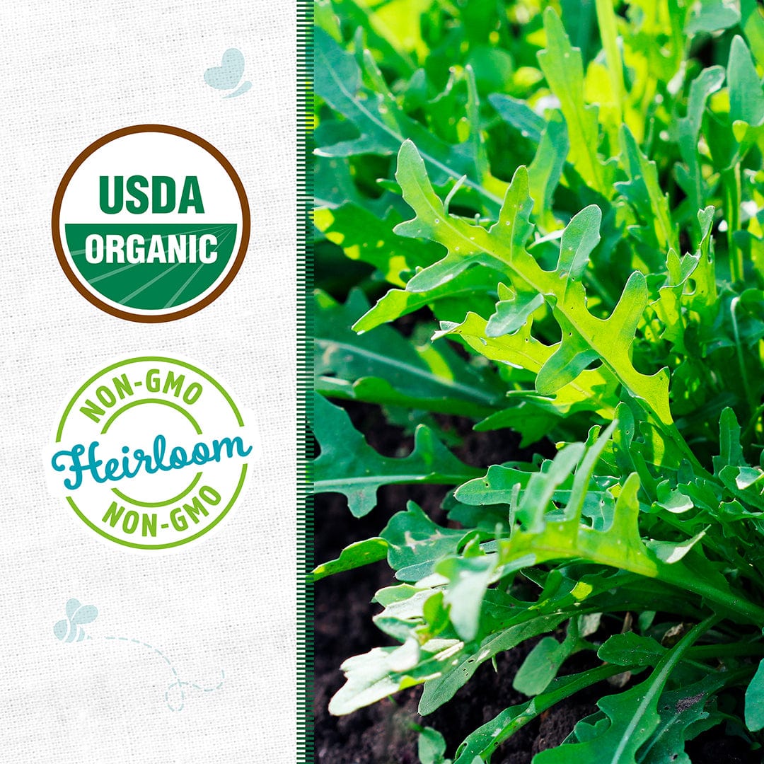 Close-up of vibrant green organic arugula leaves with jagged edges on light background. - Organic Arugula Seeds — 'Roquette' - Default Title - Back to the Roots