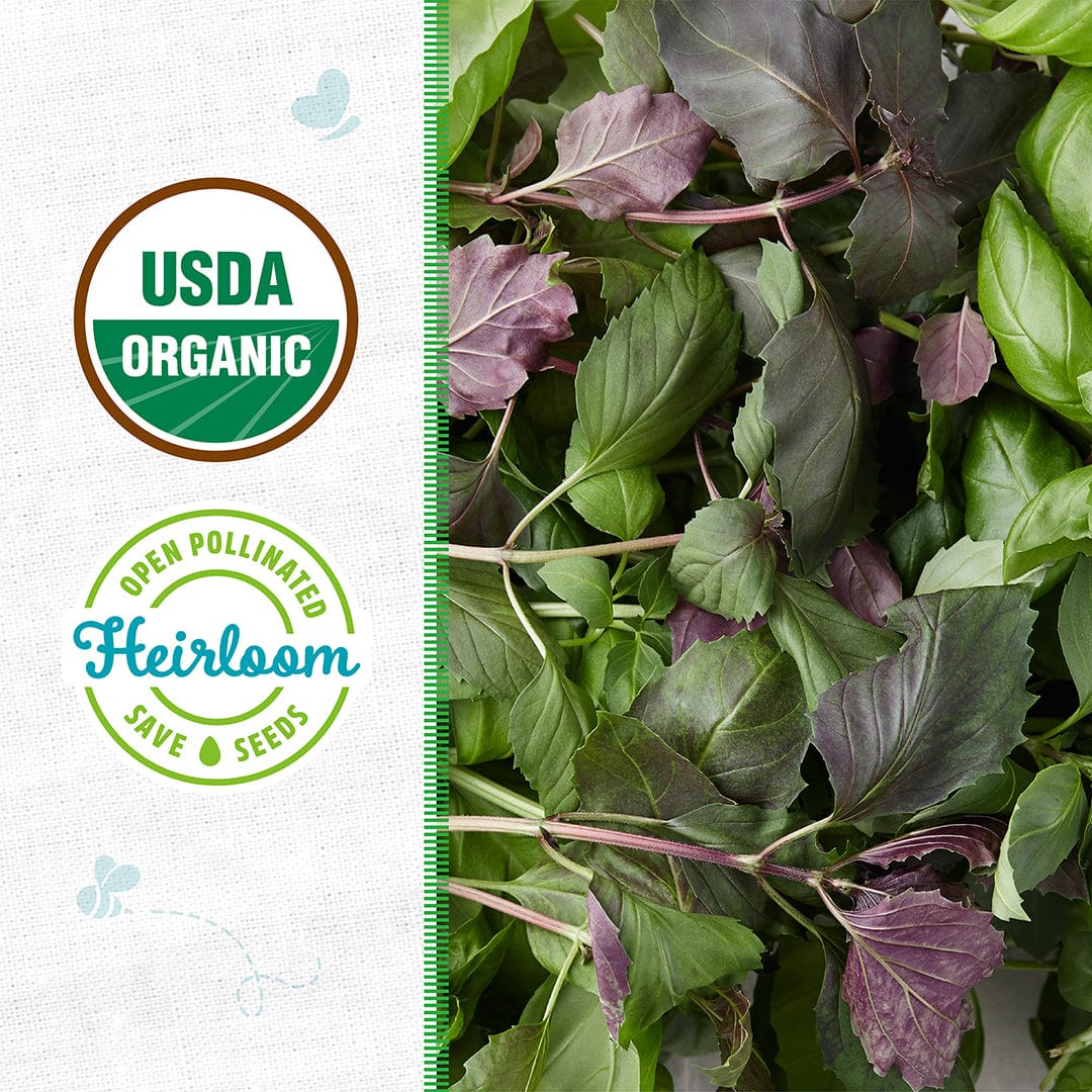 Fresh green and purple basil leaves labeled USDA Organic and Heirloom on white background. - Organic Basil Seeds — 'Culinary Blend' - Default Title - Back to the Roots