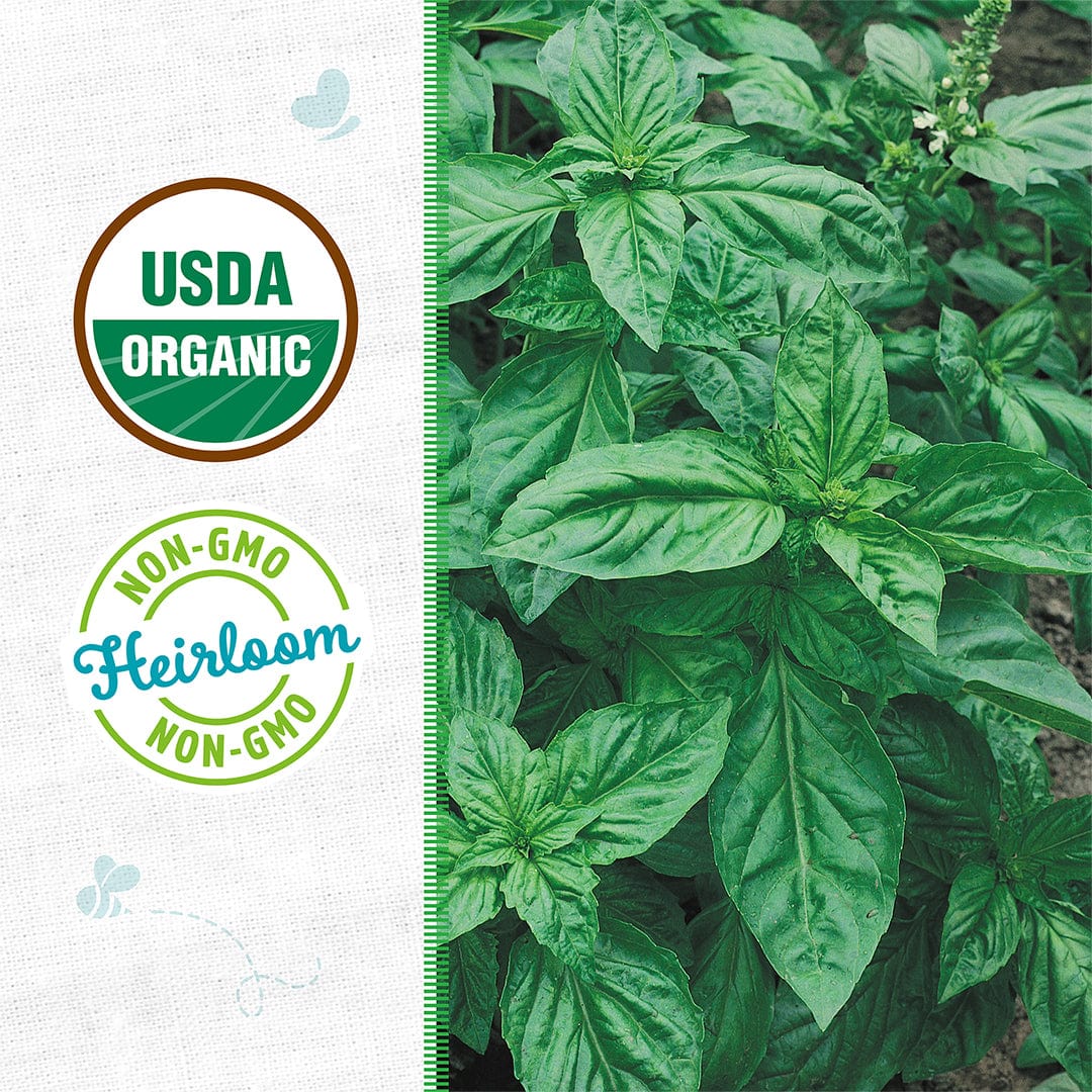 Close-up of lush green Genovese basil leaves with USDA organic and non-GMO heirloom badges on the side. - Organic Basil Seeds — 'Genovese' - Default Title - Back to the Roots