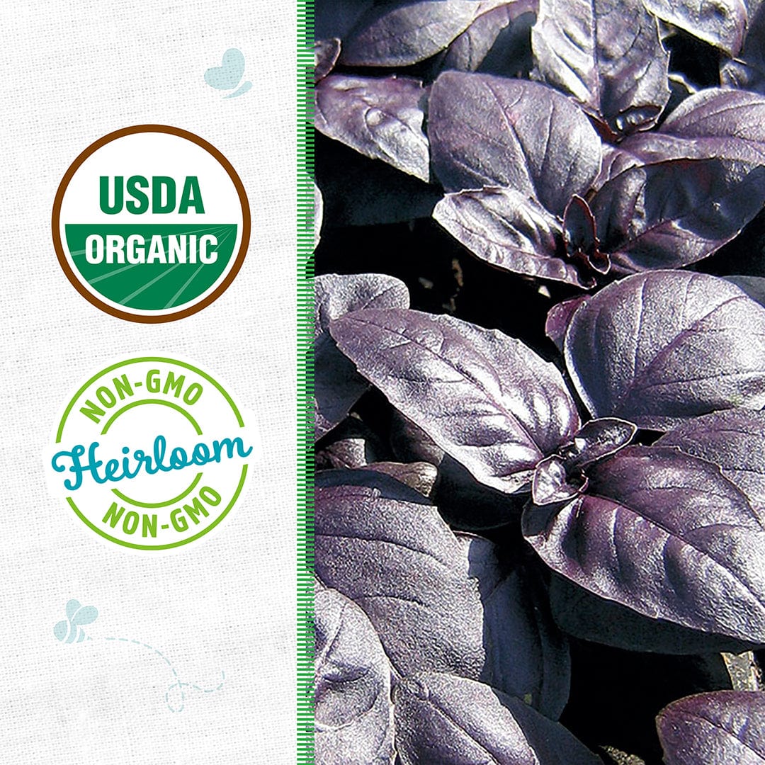 Close-up of 'Red Rubin' Organic Basil Seeds by Back to the Roots with USDA Organic and Non-GMO Heirloom badges—ideal for anyone wanting to grow premium basil at home.