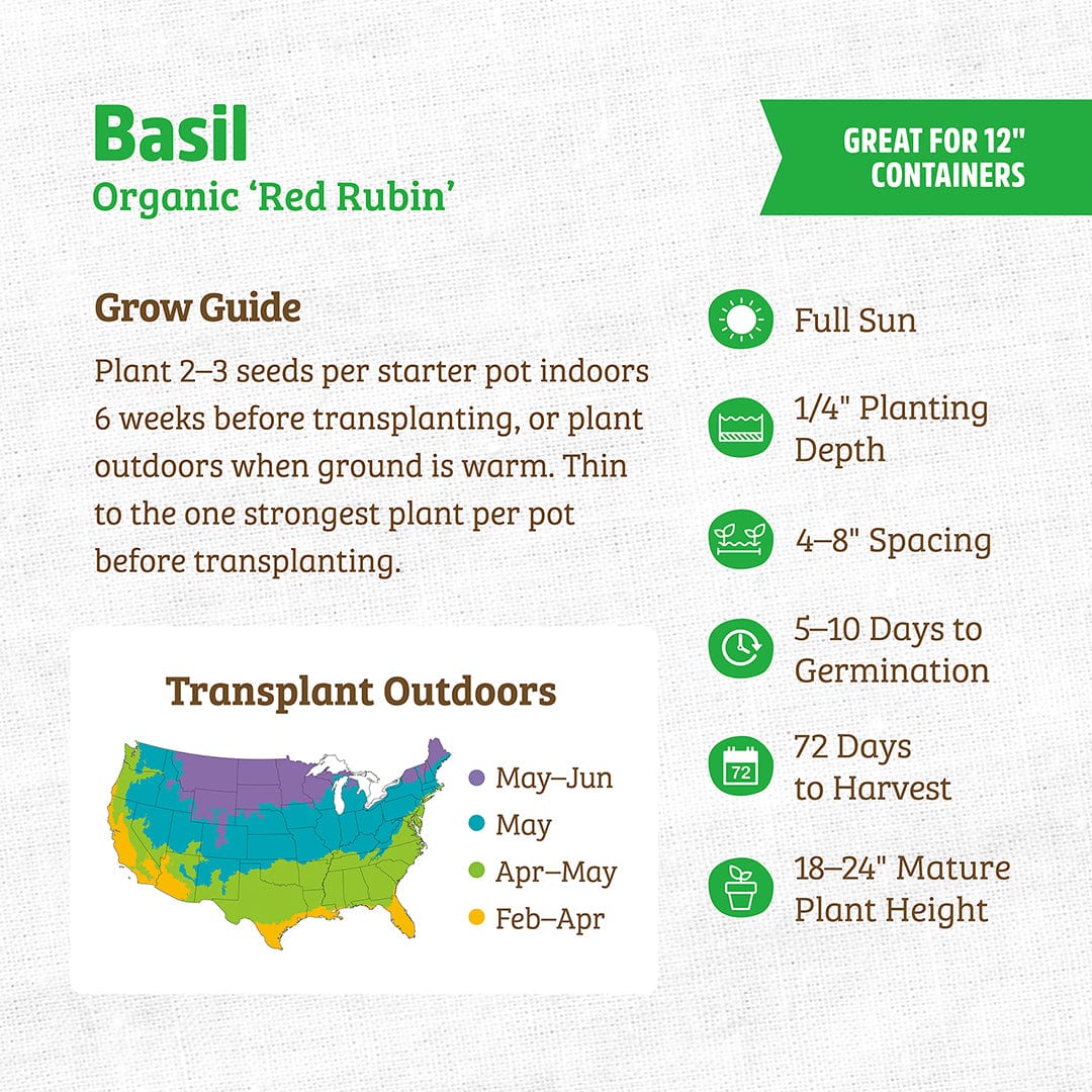 Back to the Roots Organic Basil Seeds — 'Red Rubin': grow guide with tips for sowing, spacing, germination, planting in 12-inch containers, harvest timing, and transplant info. Includes planting map and care instructions for healthy basil plants.