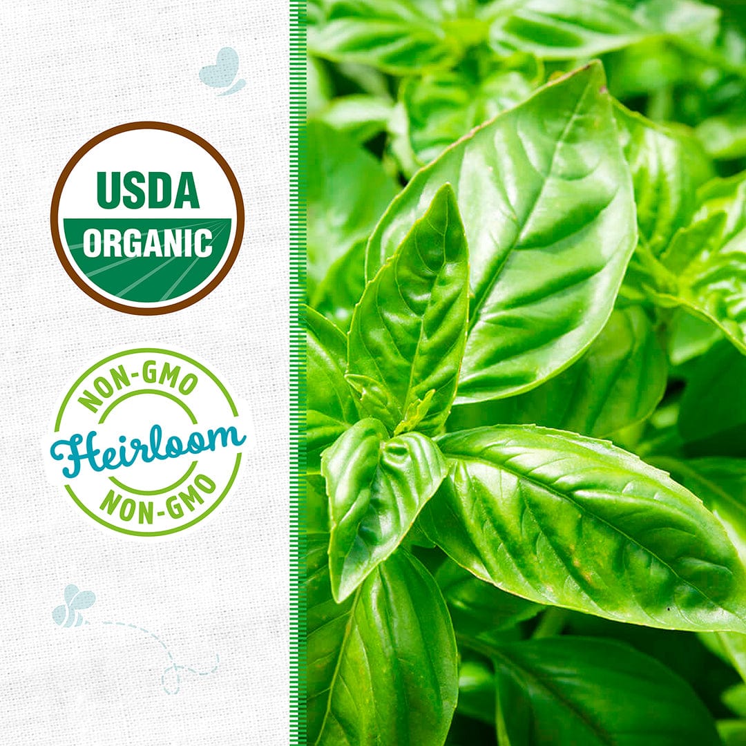 Vibrant green basil leaves with USDA Organic and Non-GMO Heirloom certification badges on white background. - Organic Basil Seeds — 'Sweet' - Default Title - Back to the Roots
