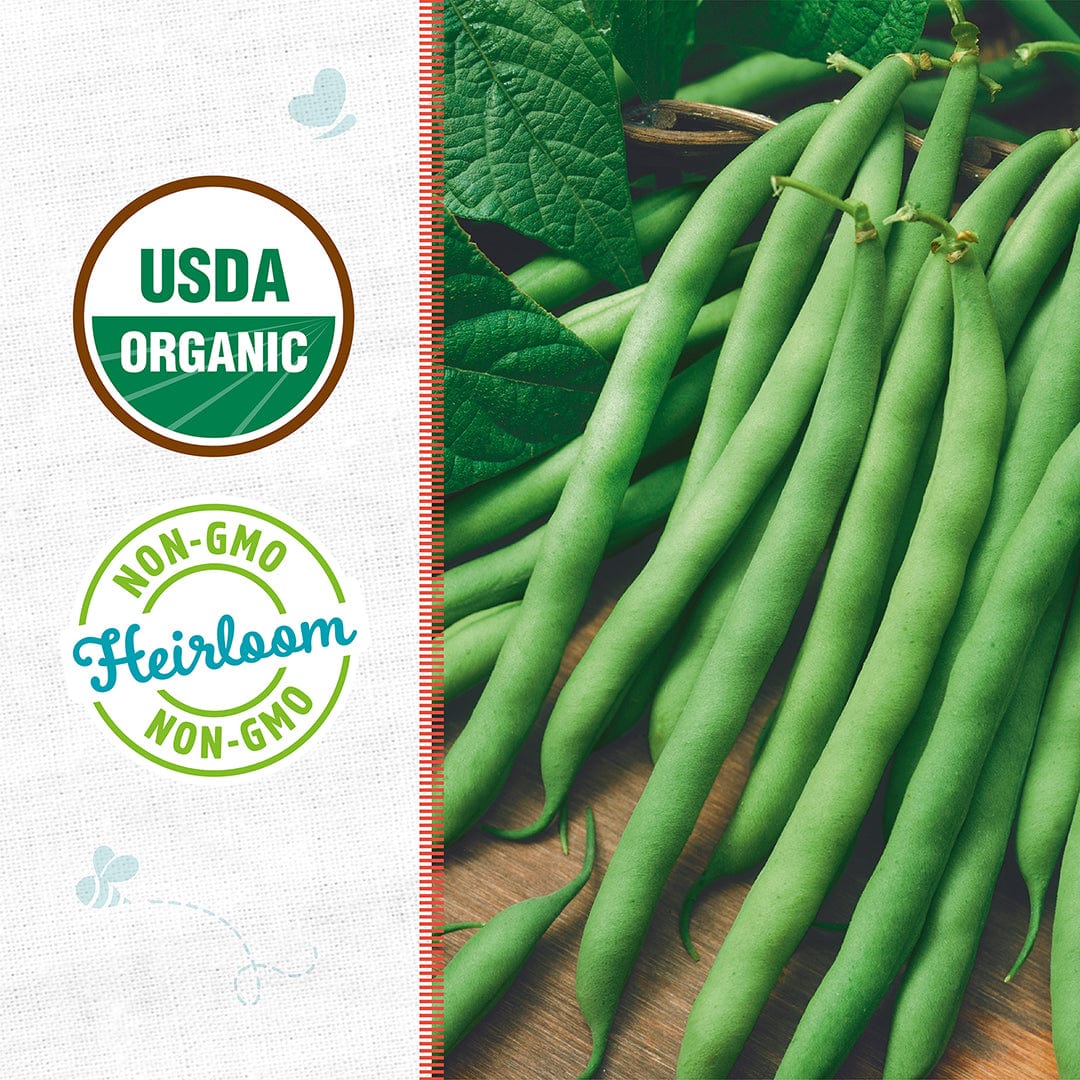 Fresh green Blue Lake Bush beans on leafy background with USDA organic and non-GMO heirloom badges. - Organic Bean Seeds — 'Blue Lake Bush Green' - Default Title - Back to the Roots