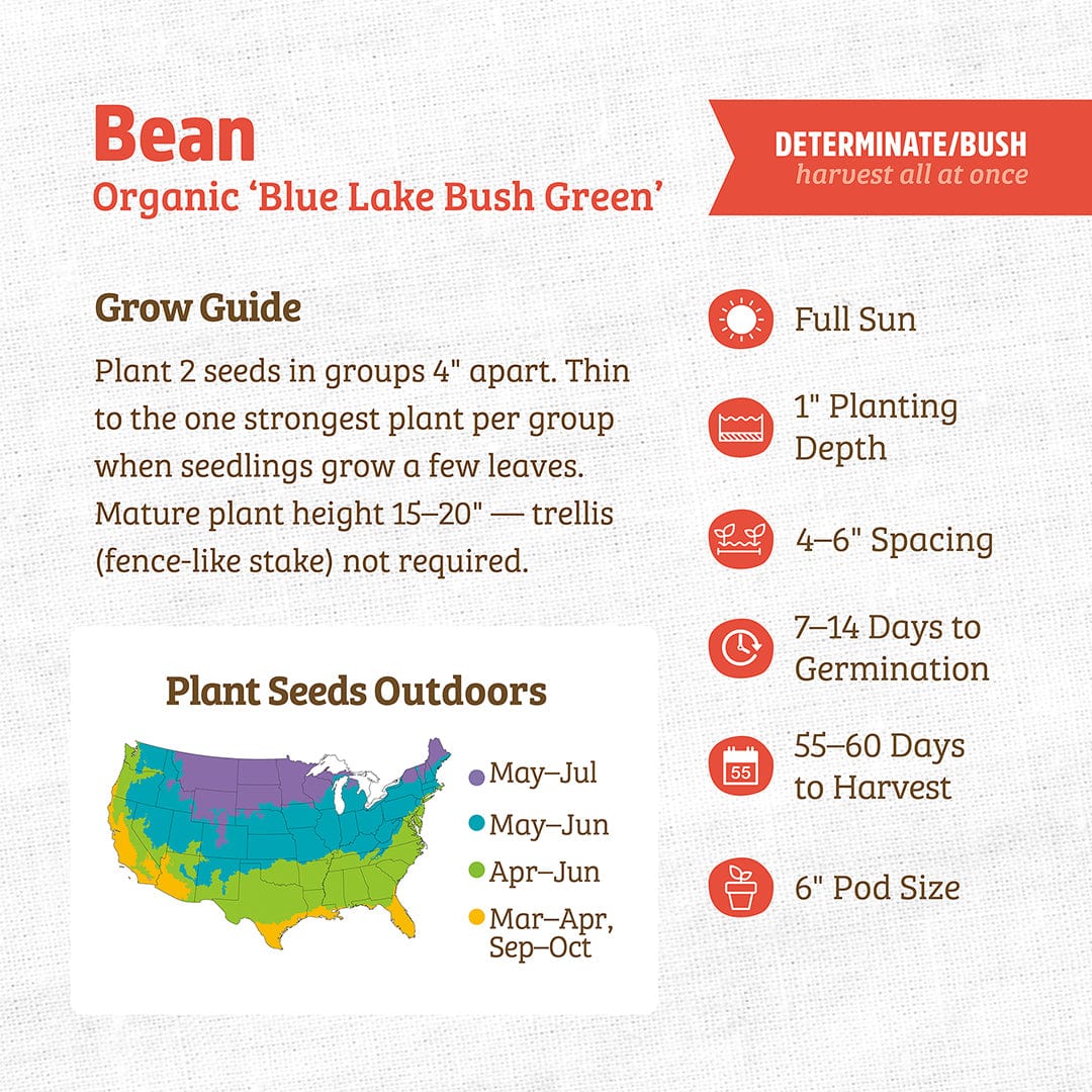 Packet of Organic Blue Lake Bush Green bean seeds with planting guide and growing tips on the label. - Organic Bean Seeds — 'Blue Lake Bush Green' - Default Title - Back to the Roots