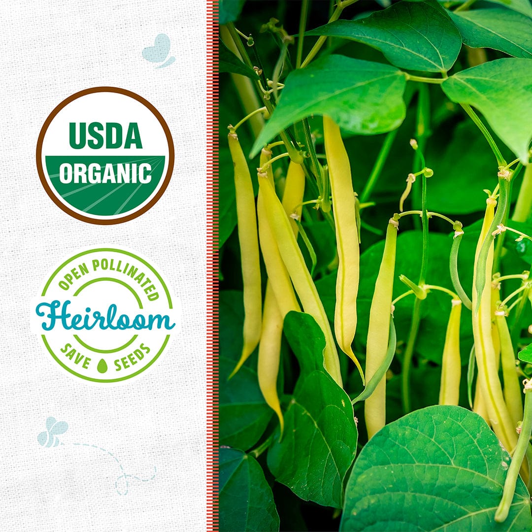 Organic golden wax bean pods growing on green leafy vines with USDA organic and heirloom seed labels. - Organic Bean Seeds — 'Golden Wax' - Default Title - Back to the Roots