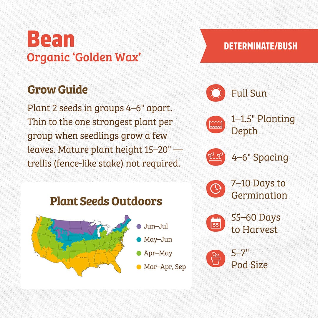 Organic Golden Wax bean seed packet showing planting guide, sun requirements, spacing, and harvest information. - Organic Bean Seeds — 'Golden Wax' - Default Title - Back to the Roots