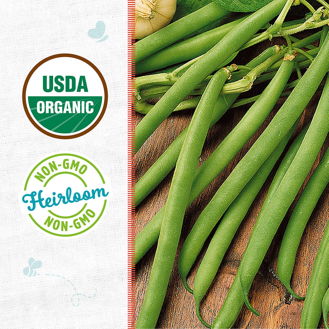 Back to the Roots Organic Bean Seeds — 'Kentucky Wonder Pole Green' rest on a wooden surface, featuring USDA Organic and Non-GMO Heirloom certifications on the left side.