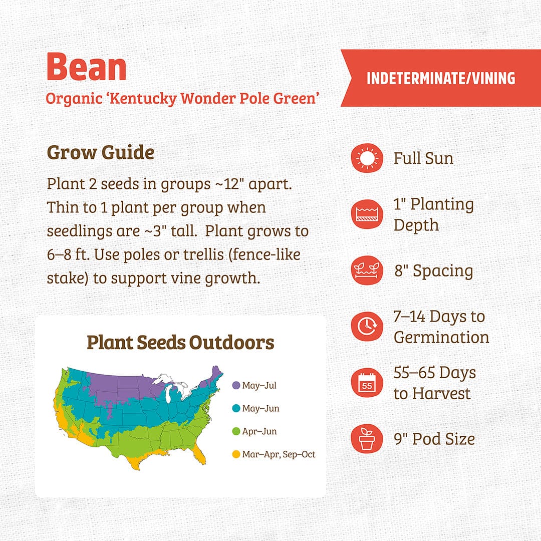 Infographic for growing Back to the Roots Organic Bean Seeds—'Kentucky Wonder Pole Green', with pole bean planting tips, U.S. planting map, and info on spacing, germination, and harvest time.