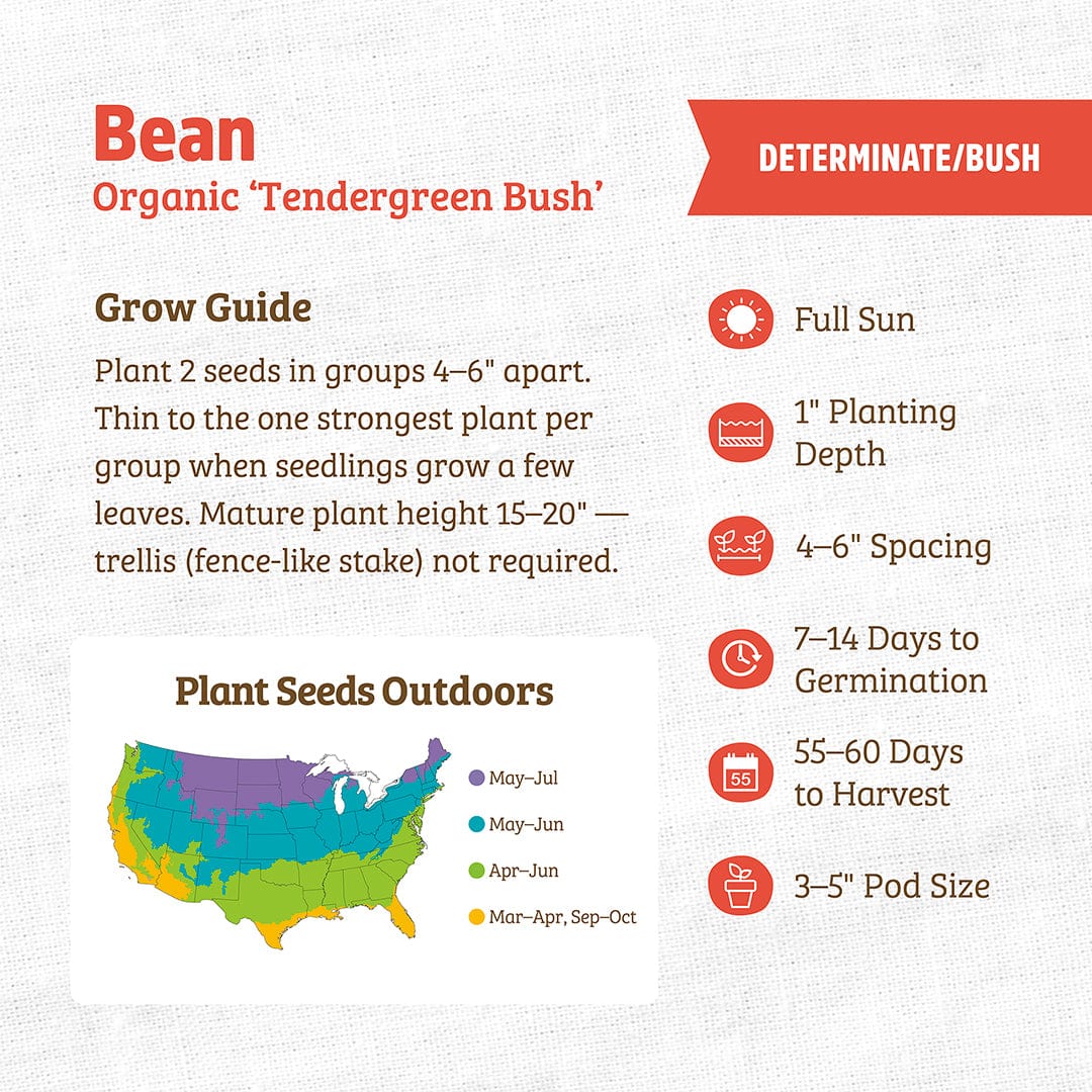 Infographic for Back to the Roots Organic Bean Seeds — 'Tendergreen Bush’ covers US monthly planting guide, spacing, depth, germination, harvest time, pod size, plus info on its drought tolerance and high protein content.