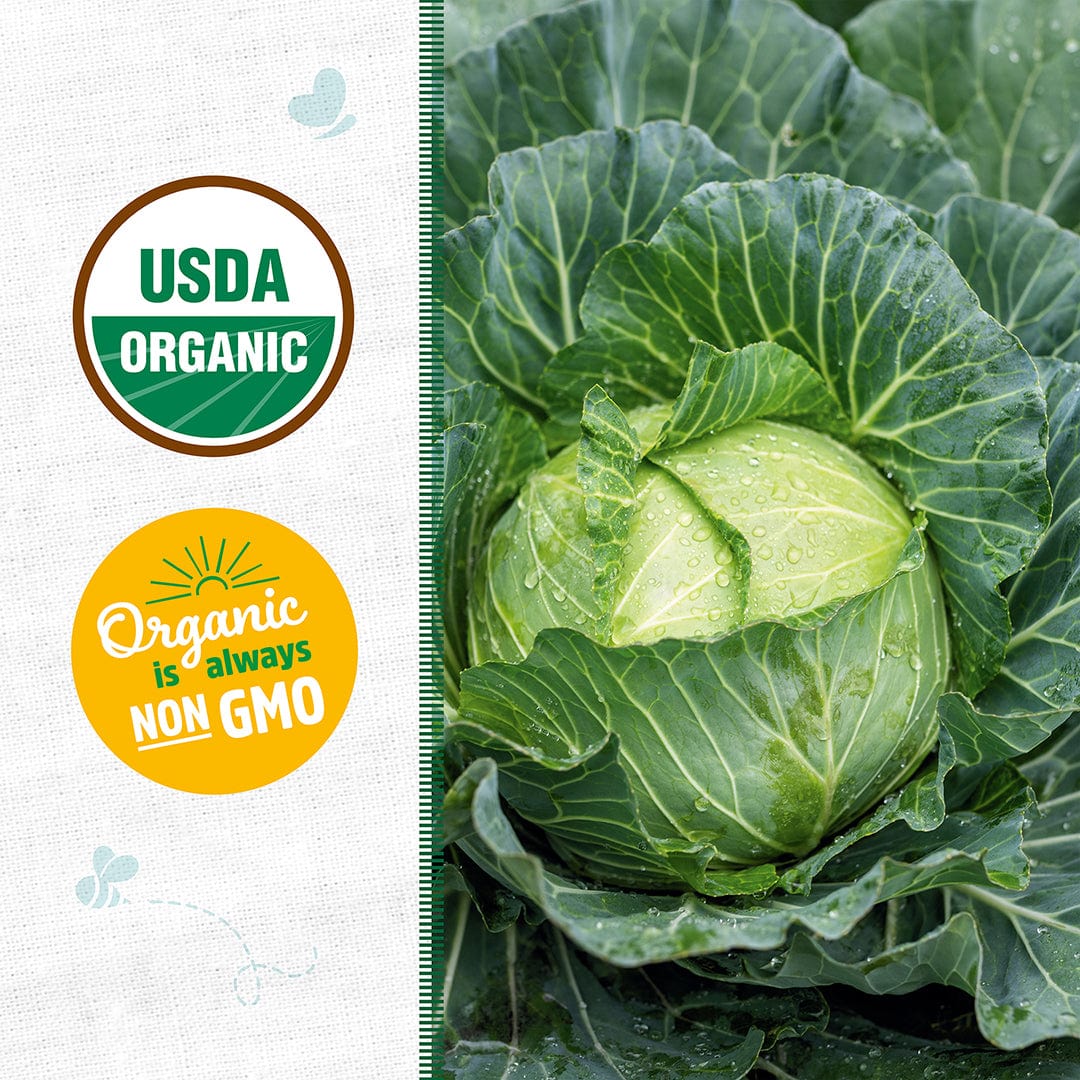 Fresh green cabbage head with dark leafy outer layers and USDA Organic and Non-GMO labels on textured white background. - Organic Cabbage Seeds — 'Golden Acre' - Default Title - Back to the Roots