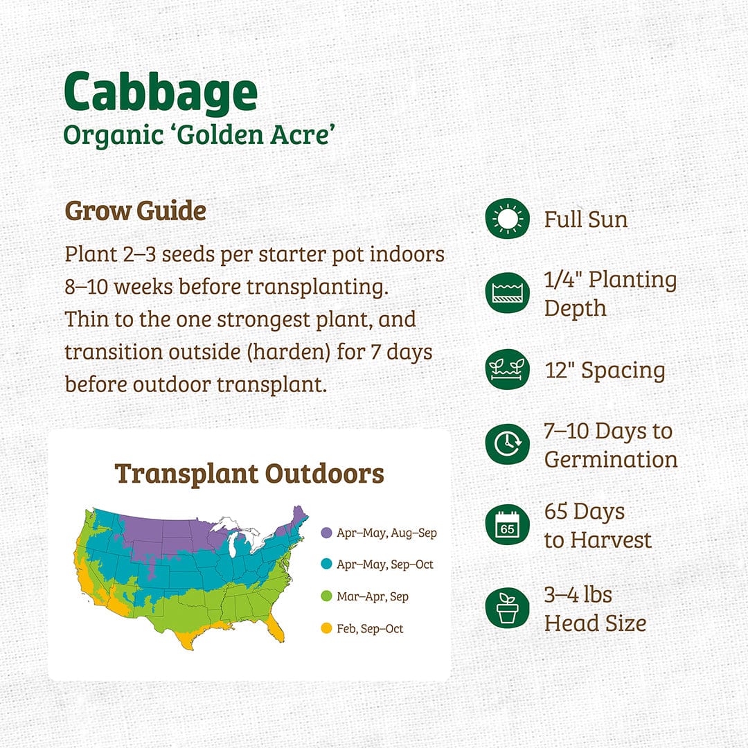 Organic Golden Acre cabbage seed packet with planting and transplanting guide details. - Organic Cabbage Seeds — 'Golden Acre' - Default Title - Back to the Roots