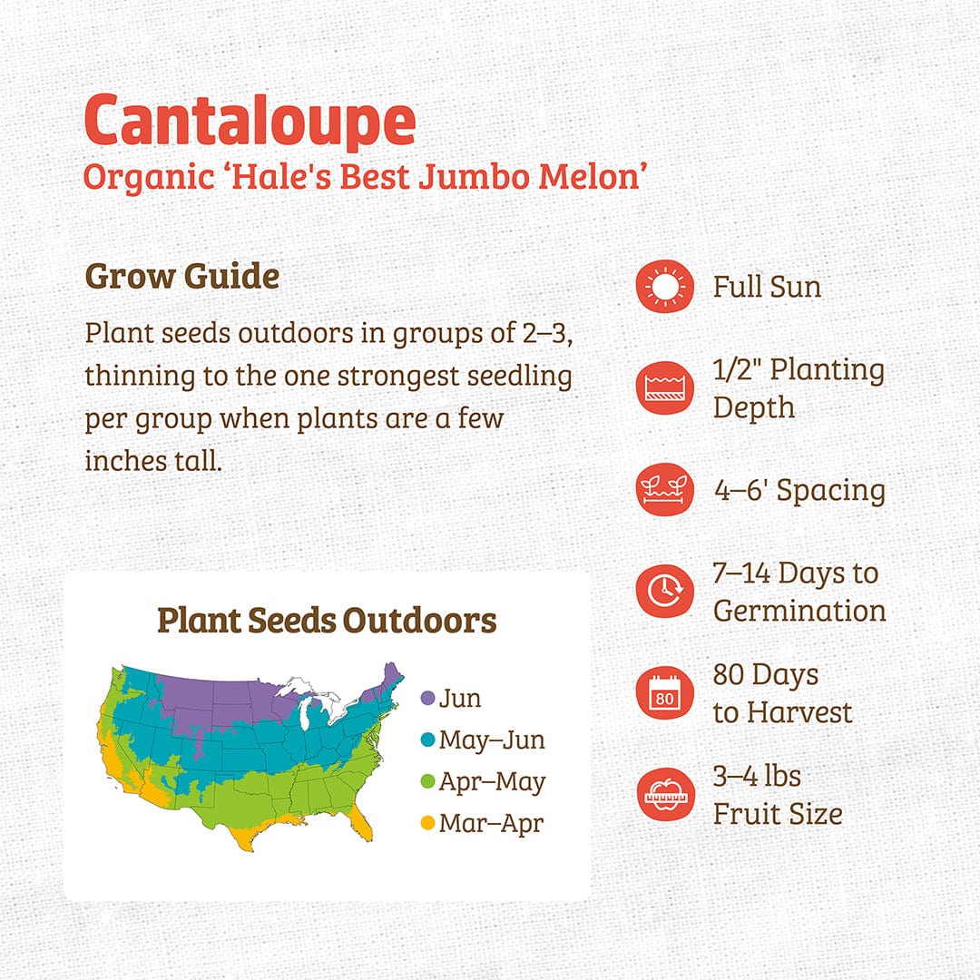 Organic Cantaloupe Seeds packaging with planting guide and growing tips visible on label. - Organic Cantaloupe Seeds — 'Hale's Best Jumbo Melon' - Default Title - Back to the Roots