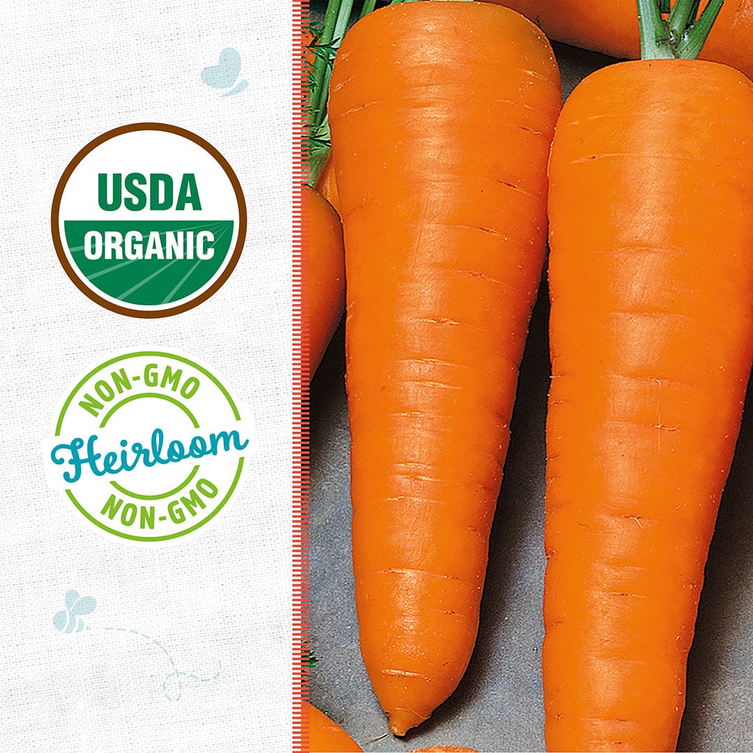 Close-up of large, fresh carrots beside USDA Organic and Non-GMO labels features Back to the Roots Organic Carrot Seeds — 'Chantenay Red Cored', ideal for inspiring your home vegetable garden.