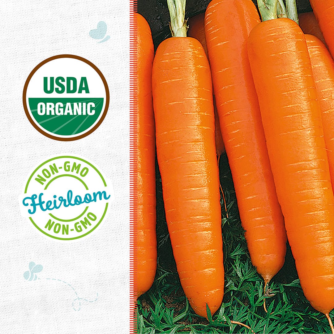 Bright orange Scarlet Nantes carrots with green tops on a white background with USDA Organic and Non-GMO Heirloom labels. - Organic Carrot Seeds — 'Scarlet Nantes' - Default Title - Back to the Roots