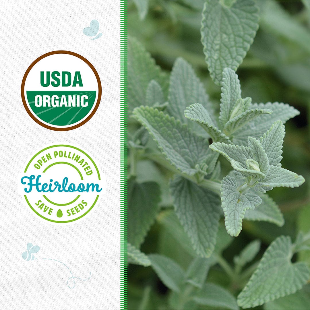 Organic catnip mint plant with textured green leaves and USDA organic and heirloom seed badges. - Organic Mint Seeds — 'Catnip' - Default Title - Back to the Roots