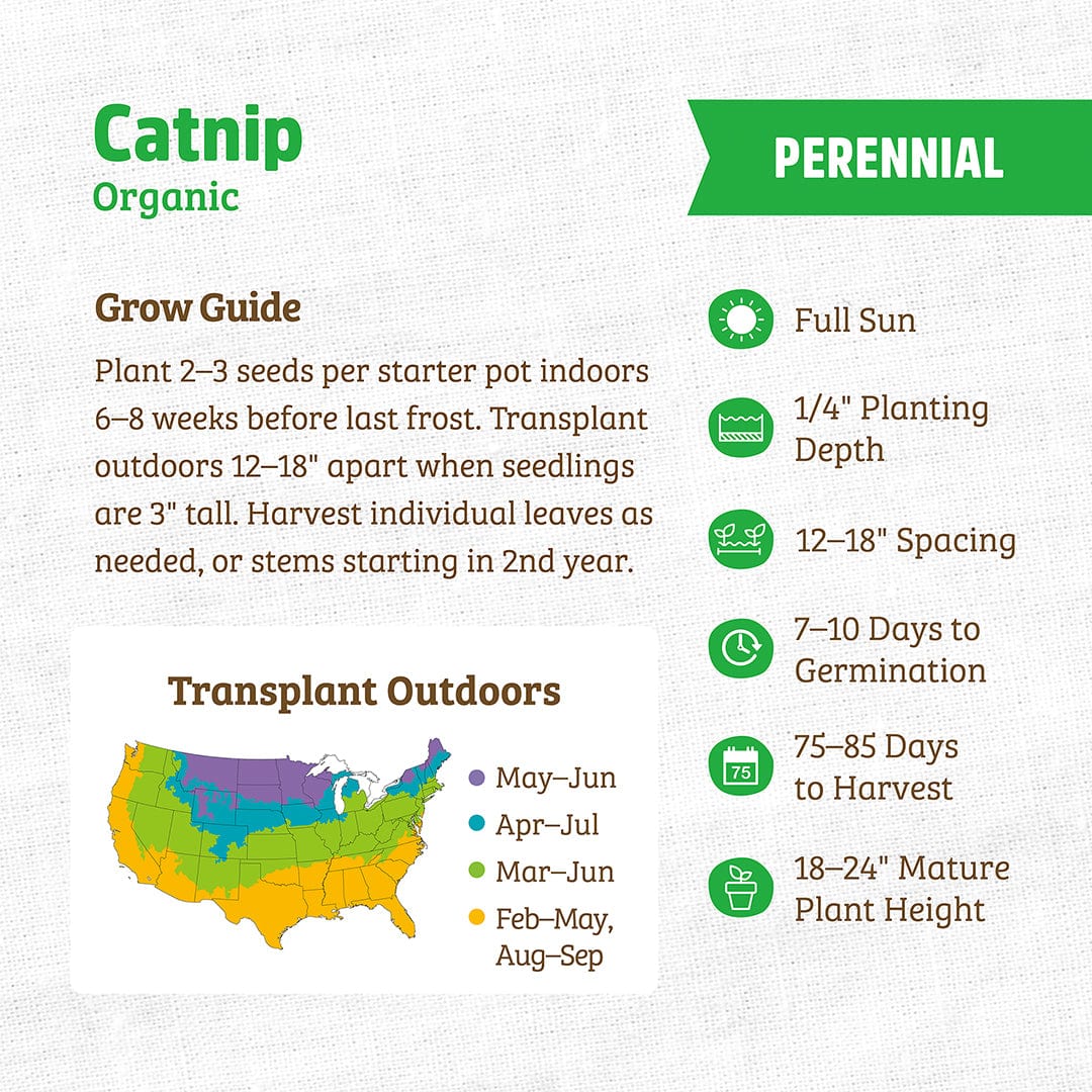 Organic catnip seed packet with planting guide and transplant map on white background. - Organic Mint Seeds — 'Catnip' - Default Title - Back to the Roots