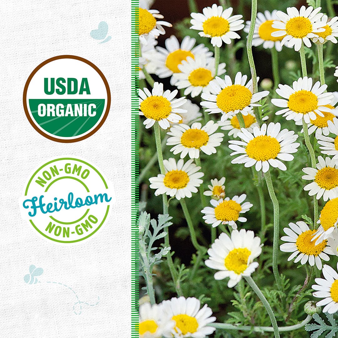 Back to the Roots Organic Chamomile Seeds — 'German' produce white and yellow daisies. USDA Organic & Non-GMO Heirloom certified, these seeds are ideal for organic gardens and perfect for brewing fresh herbal tea.