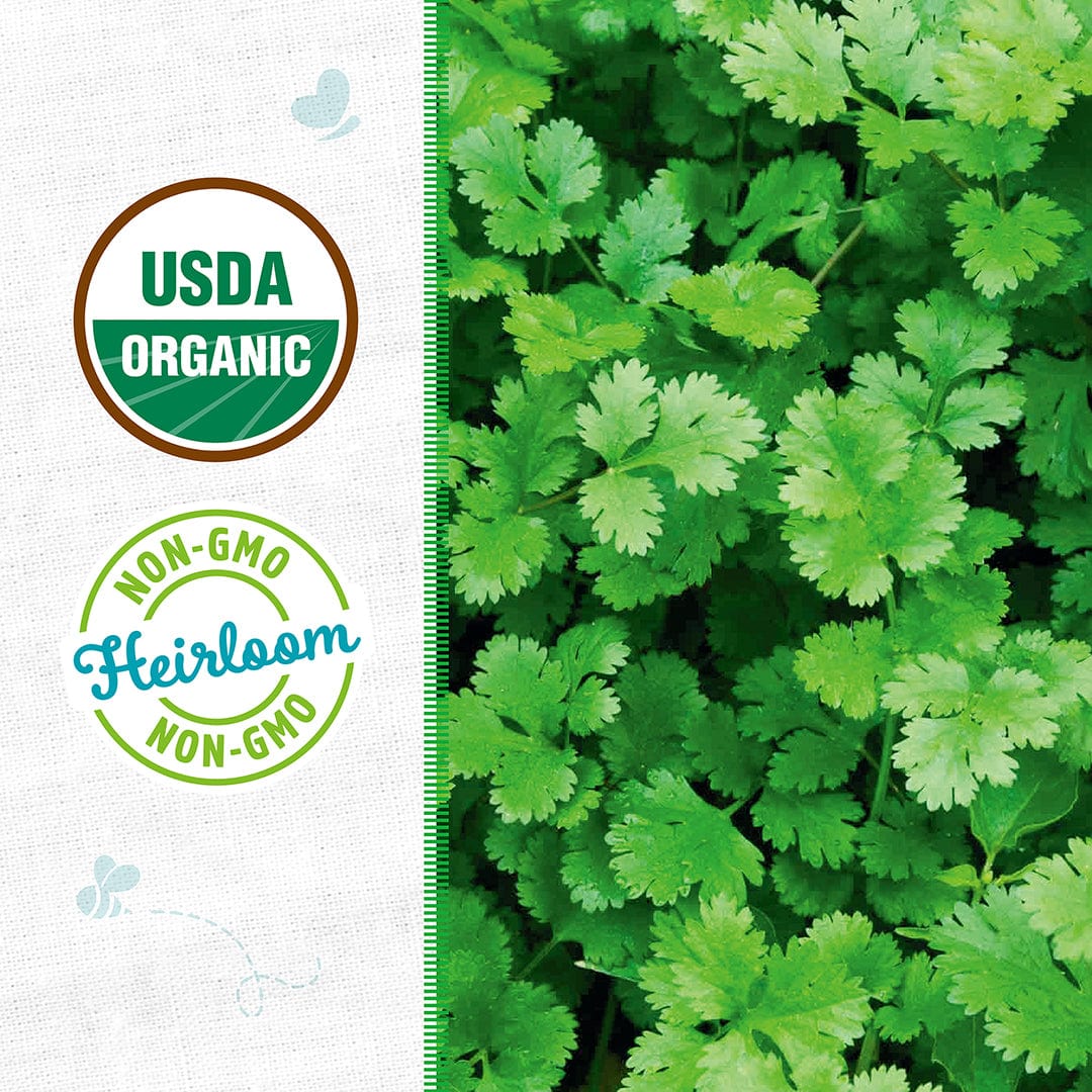 Close-up of green cilantro leaves—Back to the Roots Organic Cilantro Seeds ‘Slow Bolting’—with USDA Organic and Non-GMO Heirloom badges on a white background.