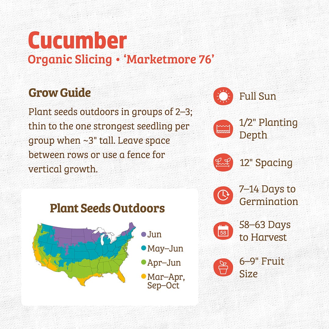 Back to the Roots Organic Cucumber Seeds—'Marketmore 76': Planting guide with outdoor sowing tips, germination, harvest time, fruit size info, color-coded US grow map, and advice for pickling cucumbers.