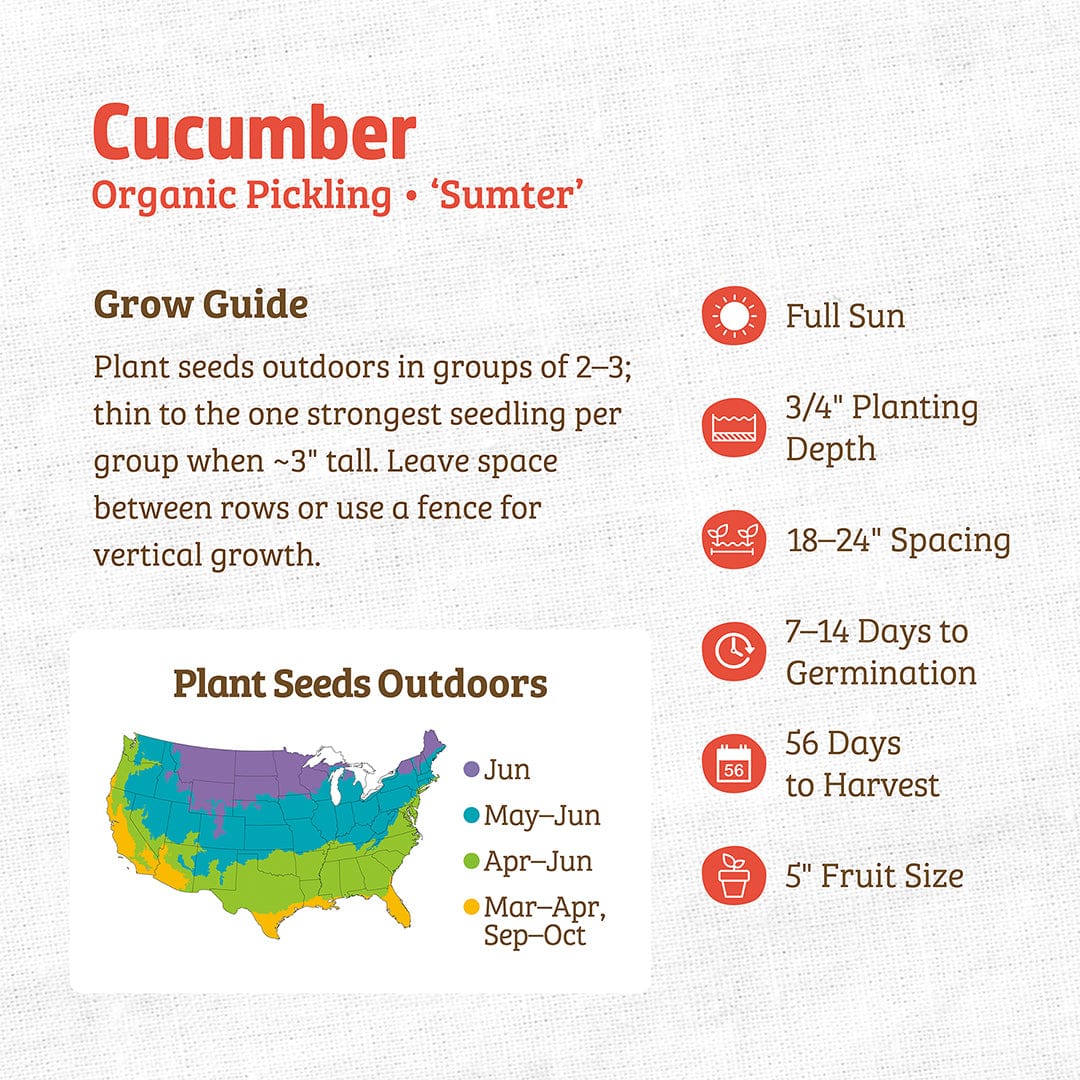 Organic Pickling Cucumber Seeds 'Sumter' packet with planting guide and growth details. - Organic Cucumber Seeds — 'Pickling • Sumter' - Default Title - Back to the Roots