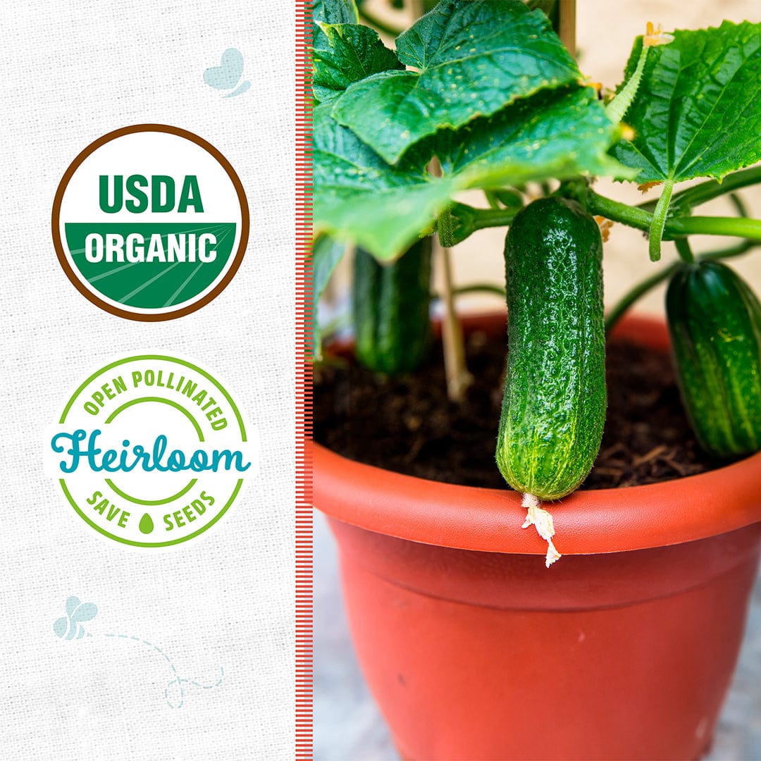 Green cucumber growing on vine in terracotta pot with USDA Organic and Heirloom labels nearby. - Organic Cucumber Seeds — 'Slicing • Spacemaster' - Default Title - Back to the Roots