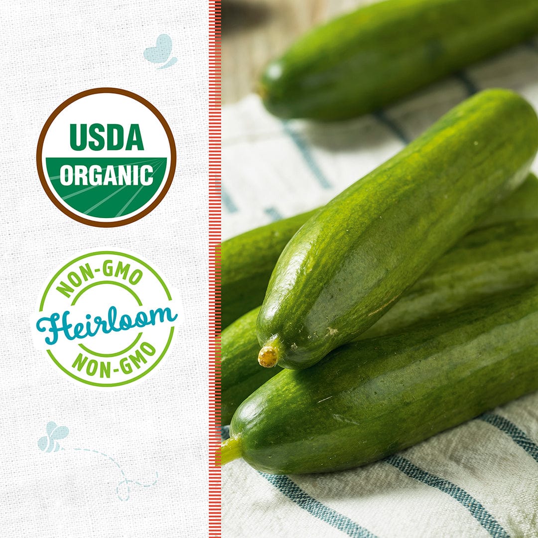 Organic straight eight cucumbers on a white cloth with green and blue stripes, USDA Organic and Non-GMO labels visible. - Organic Cucumber Seeds — 'Slicing • Straight Eight' - Default Title - Back to the Roots