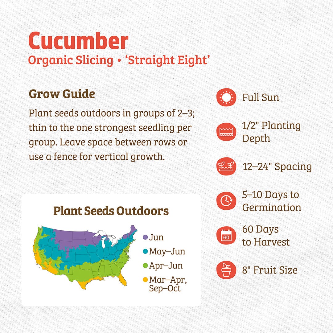 Organic slicing cucumber seeds packet with planting guide and growth details on white background. - Organic Cucumber Seeds — 'Slicing • Straight Eight' - Default Title - Back to the Roots