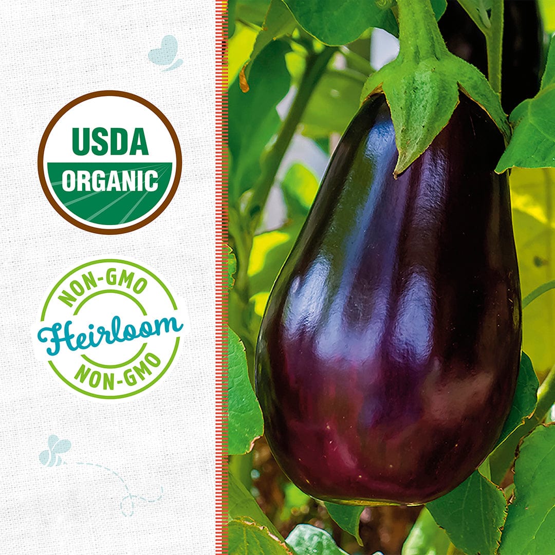 A ripe purple eggplant grows on the plant, showcasing Back to the Roots Organic Eggplant Seeds—'Black Beauty,' with USDA Organic and Non-GMO Heirloom badges on the left for trusted vegetable gardening.