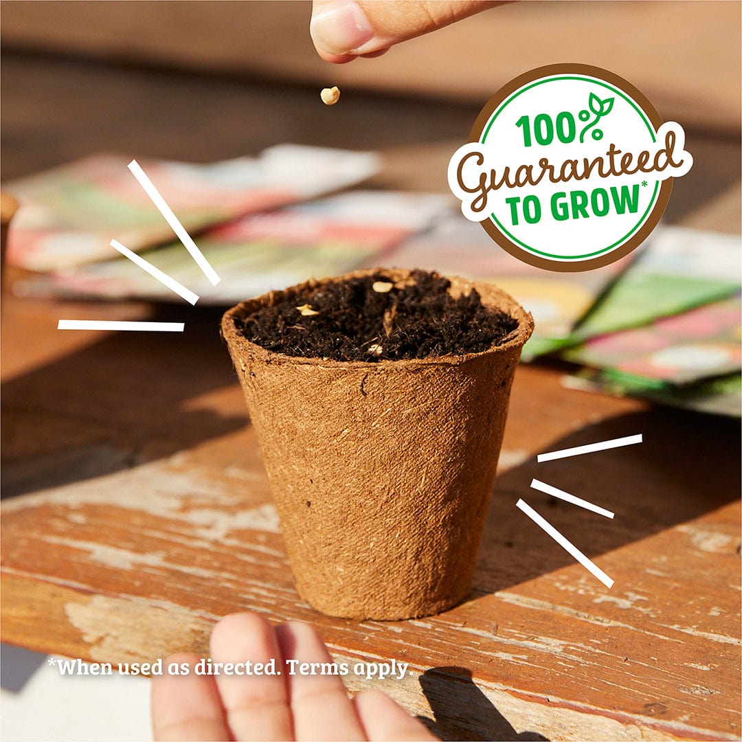 Hand dropping organic zinnia seeds into a brown peat pot filled with soil on a wooden surface. - Organic Zinnia Seeds — 'Cut and Come Again' - Default Title - Back to the Roots