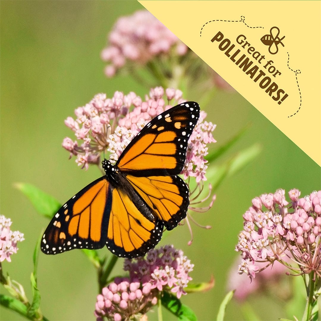 Monarch butterfly on pink zinnia flowers with a yellow banner saying Great for Pollinators. - Organic Zinnia Seeds — 'Cut and Come Again' - Default Title - Back to the Roots