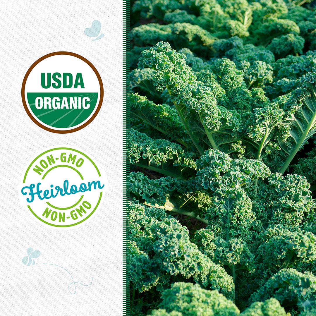 Organic Kale Seeds — 'Dwarf Blue Curled Vates' by Back to the Roots: cold-hardy curly green kale plants with USDA Organic, Non-GMO, and Heirloom certifications shown on the left.