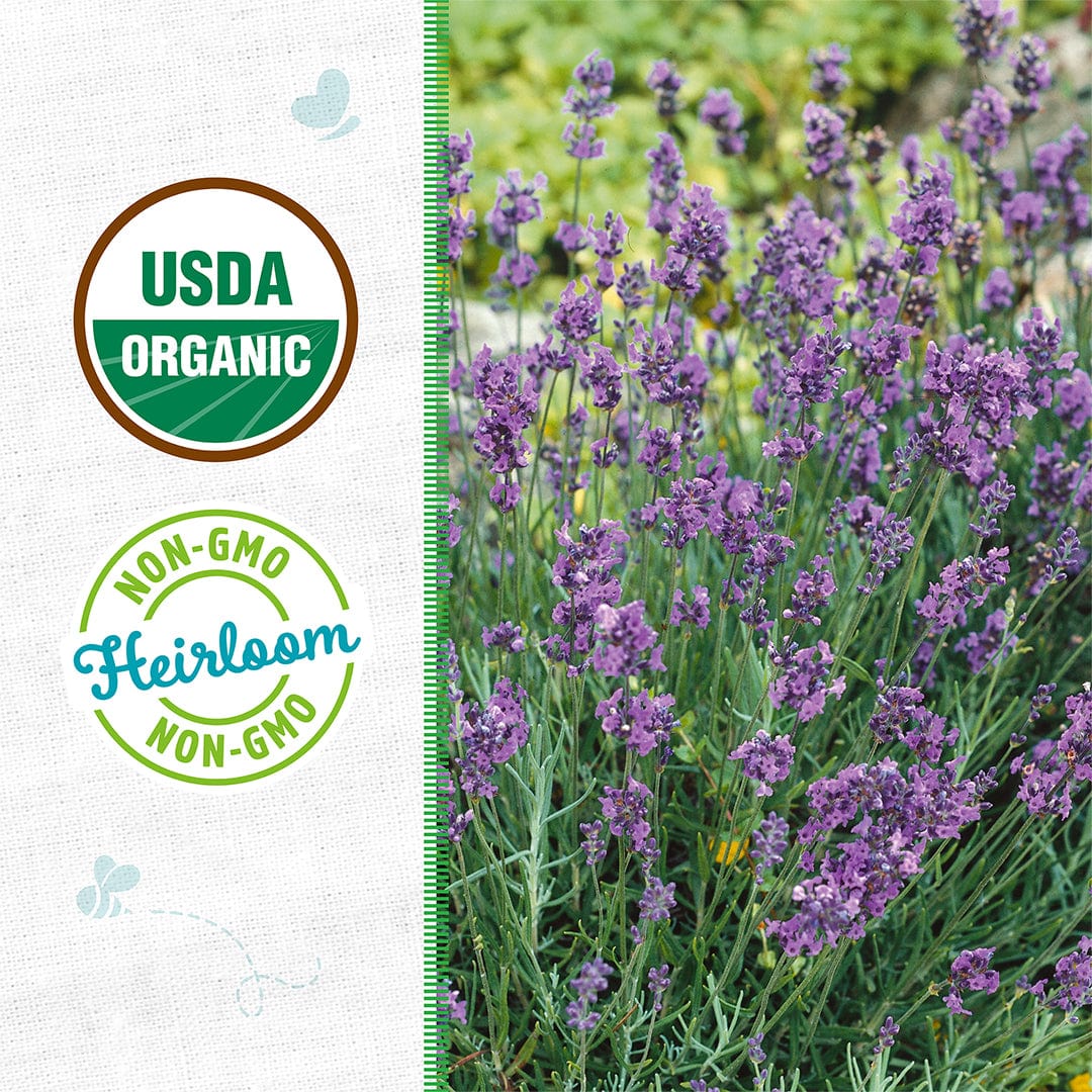 A packet of Back to the Roots Organic Lavender Seeds — 'English' rests next to USDA Organic and Non-GMO Heirloom badges on a textured white background.