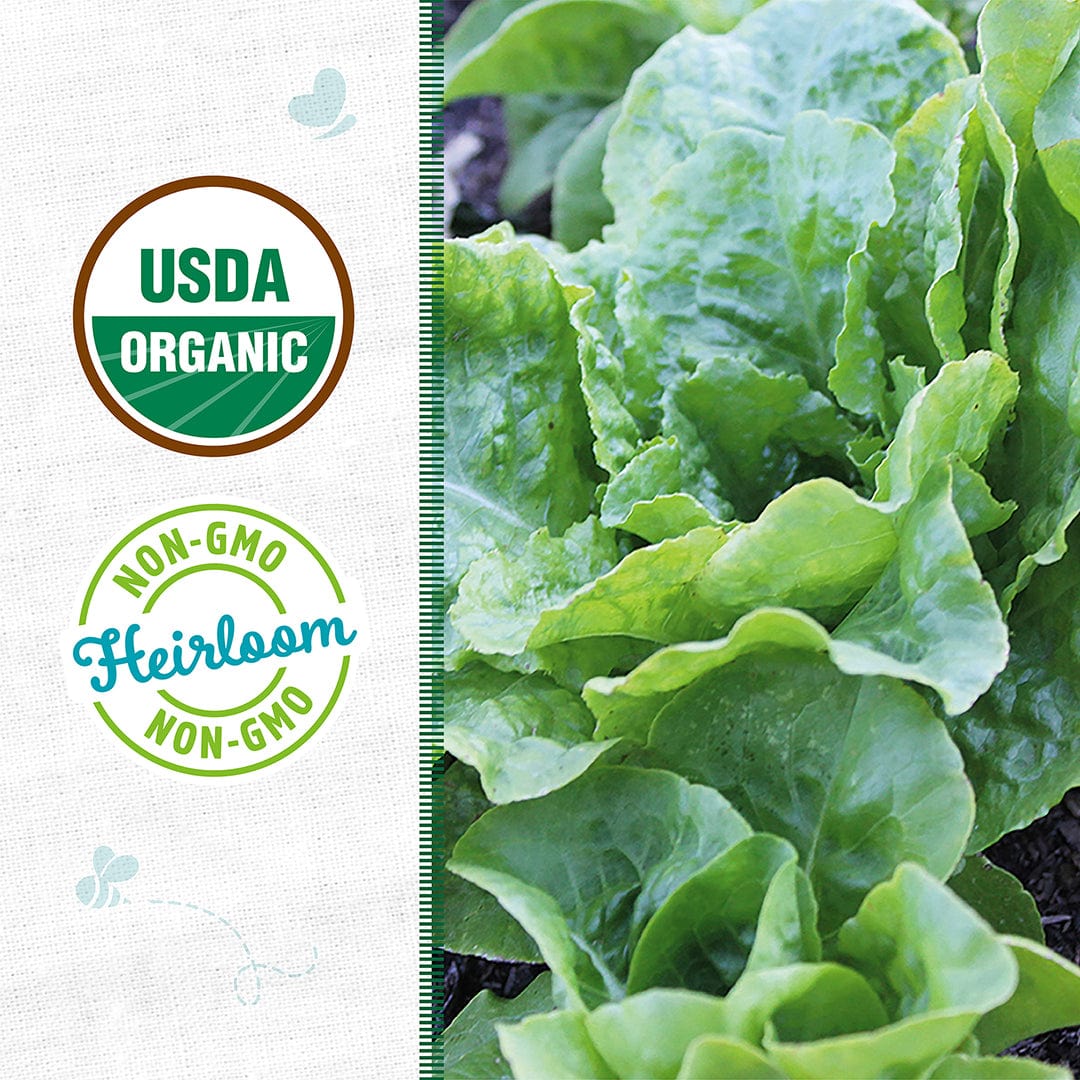 Fresh green Bibb Butterhead lettuce leaves with USDA organic and Non-GMO labels. - Organic Lettuce Seeds — 'Bibb Butterhead' - Default Title - Back to the Roots
