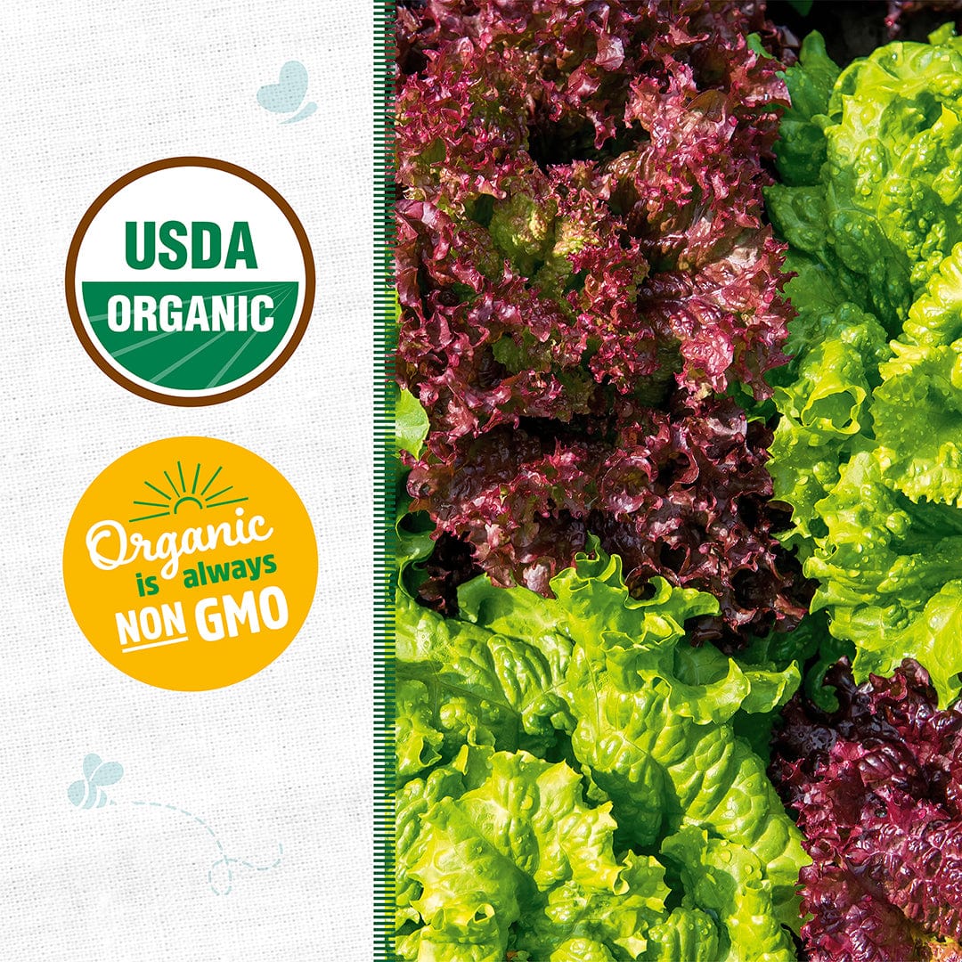Close-up of Back to the Roots Organic Lettuce Seeds — 'Gourmet Blend,' a cool weather crop, with USDA Organic and Non-GMO certification labels shown on the left side.