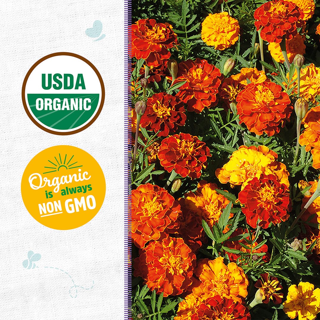 Bright orange and yellow marigold flowers with green leaves, USDA organic and non-GMO labels on the side panel. - Organic Marigold Seeds — 'Sparky' - Default Title - Back to the Roots