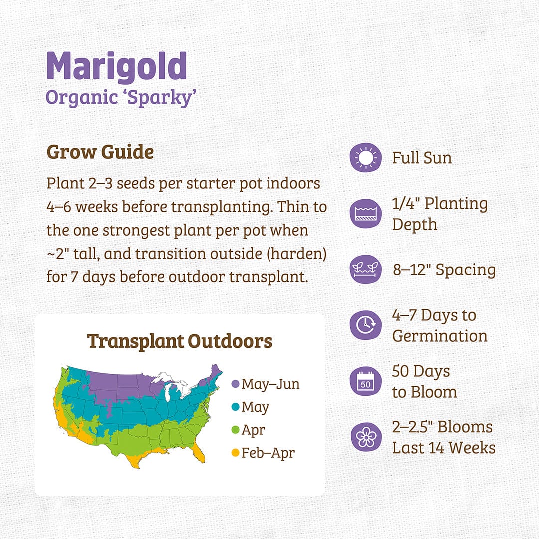Organic 'Sparky' marigold seed packet with detailed planting and transplant guide on a beige background. - Organic Marigold Seeds — 'Sparky' - Default Title - Back to the Roots