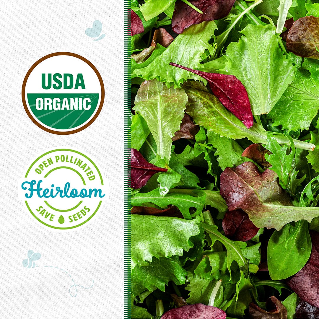 Fresh mixed organic mesclun salad leaves with vibrant green and red hues, USDA organic and heirloom certified badges visible . - Organic Mesclun Seeds — 'Gourmet Salad Mix' - Default Title - Back to the Roots
