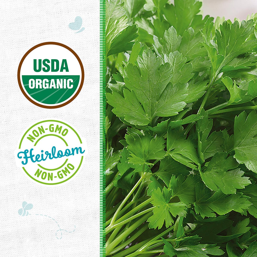 Fresh vibrant green Italian large leaf parsley with USDA organic and non-GMO heirloom labels on white background. - Organic Parsley Seeds — 'Italian Large Leaf' - Default Title - Back to the Roots