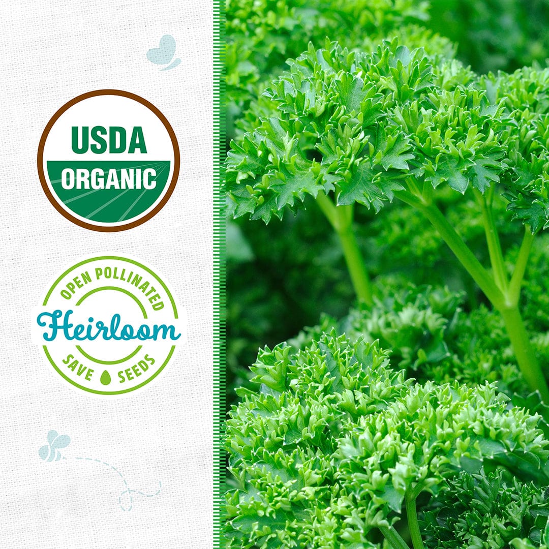 Close-up of vibrant green moss curled parsley leaves with USDA organic and heirloom seed badges on the side. - Organic Parsley Seeds — 'Moss Curled' - Default Title - Back to the Roots