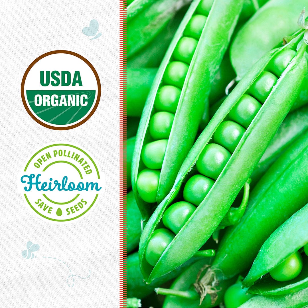 Bright green organic pea pods with neatly aligned peas inside, USDA Organic and Heirloom labels visible. - Organic Pea Seeds — 'Green Arrow' - Default Title - Back to the Roots