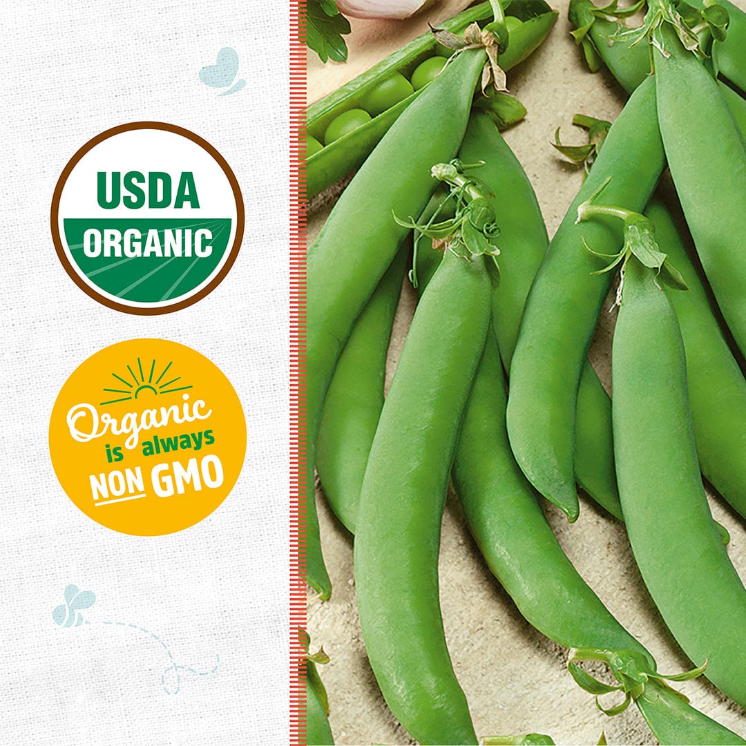 Close-up of Back to the Roots Organic Pea Seeds — 'Snap Sugar Daddy' next to a USDA Organic seal and a yellow "Organic is always non-GMO" badge on white. Ideal for home gardens, these peas bring garden-fresh flavor to your table.