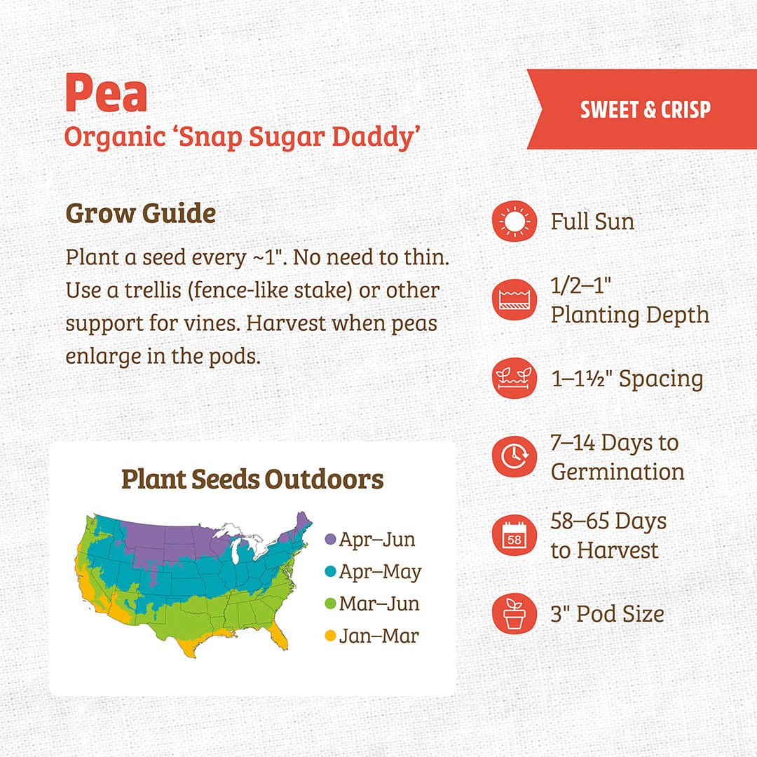 Infographic for Back to the Roots Organic Pea Seeds — 'Snap Sugar Daddy': cool weather planting guide for home gardens, with seed depth, spacing, germination and harvest times, pod size, and a US map of optimal planting months.