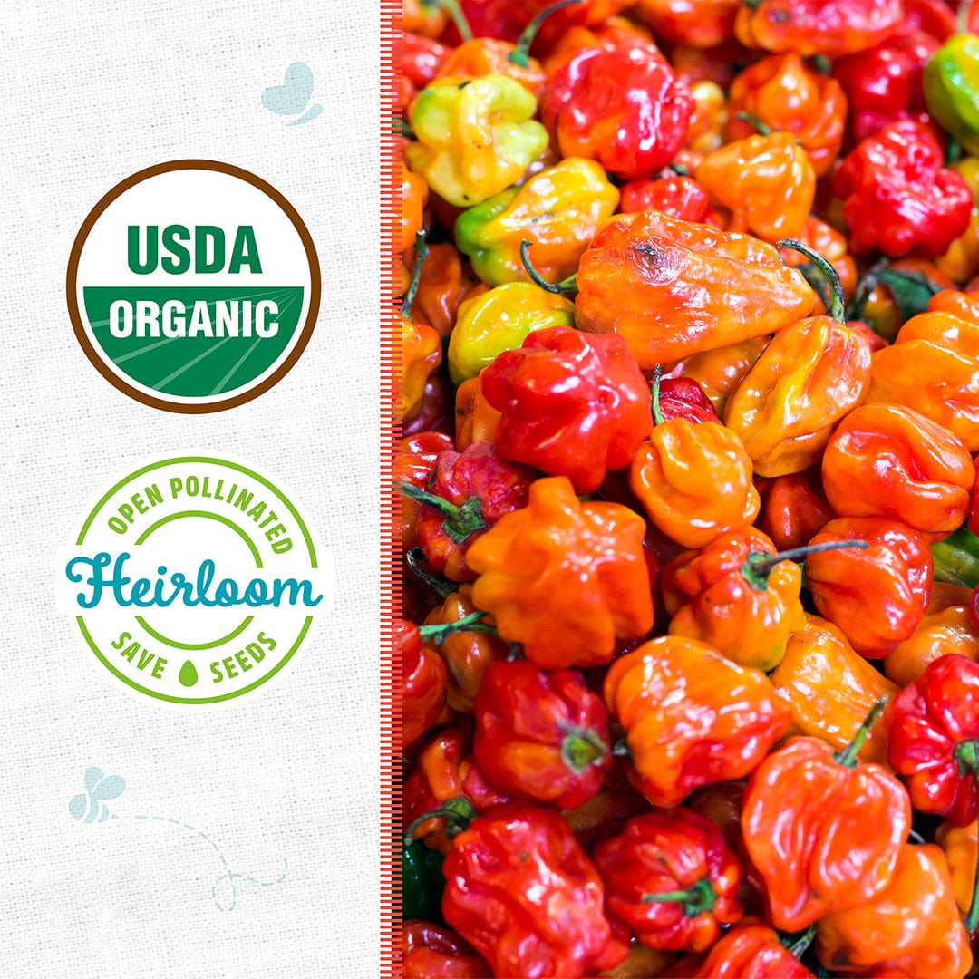 Bright red and orange habanero peppers clustered with USDA Organic and Heirloom seed badges on the side. - Organic Pepper Seeds — 'Habanero' - Default Title - Back to the Roots