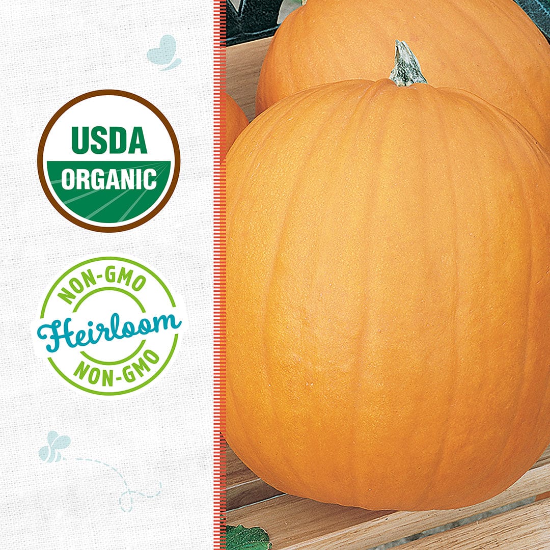 Two large smooth orange pumpkins with a green stem on a light background with USDA organic and non-GMO heirloom badges. - Organic Pumpkin Seeds — 'Jack O' Lantern' - Default Title - Back to the Roots